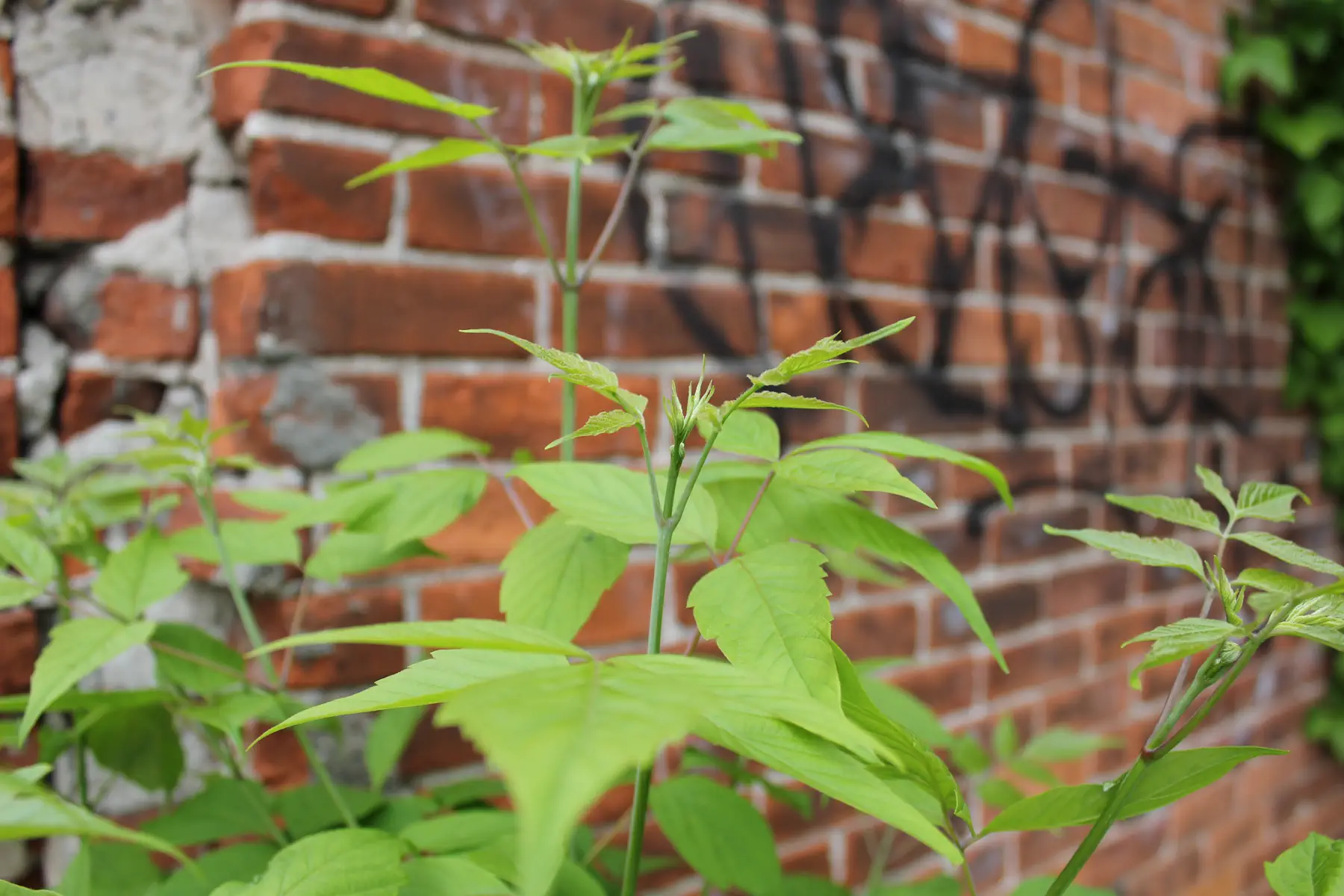 New plants growing in front of old brick wall